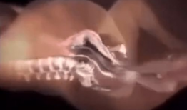 顺产全过程视频,从宫缩到分娩的震撼瞬间