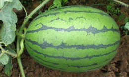 唐十八吃瓜全集爆料,揭秘娱乐圈幕后风云