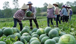 广西柳州吃瓜爆料事件,揭秘背后真相与网络舆论风暴